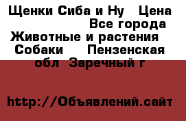 Щенки Сиба и Ну › Цена ­ 35000-85000 - Все города Животные и растения » Собаки   . Пензенская обл.,Заречный г.